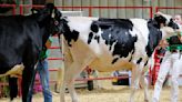 First day of fair draws Dubuque County 4-H members