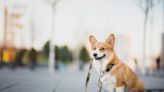 New Puppy Loves ‘Walking’ Her Older Corgi Brother and It’s Too Cute