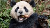 Giant pandas are heading to the US for the first time in 20 years. What to know