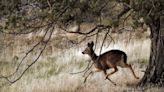 Texas Rancher Refuses To Kill Captive Deer Despite Contagious Brain Disease