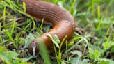 Gardener shares list of plants slugs 'don't eat' for a 'colourful' outdoor space