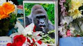 Harambe Death: When Did the Gorilla Die & Why Was It Killed?