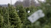 Tips for buying and caring for a live Christmas tree
