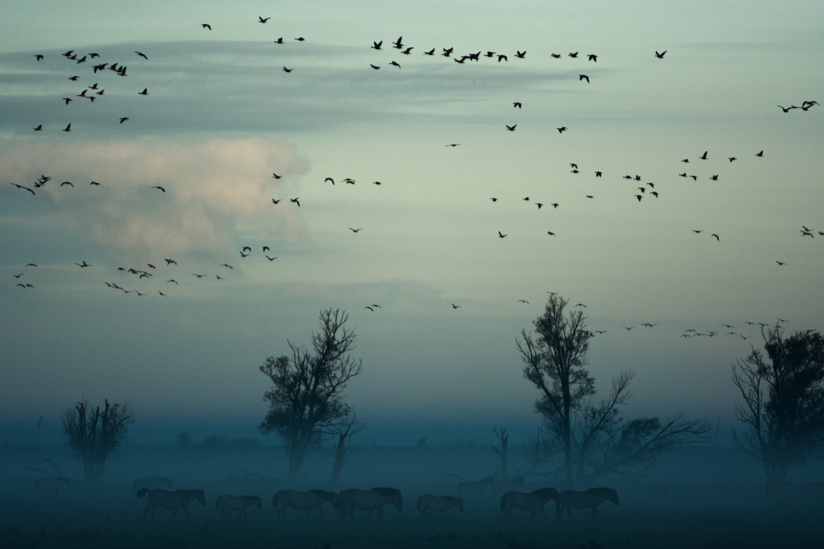 Texans encouraged to turn off nighttime lights during bird migration