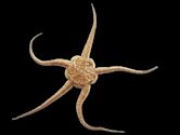 Brittle star