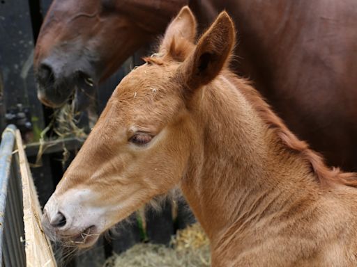 New Hope For Suffolk Punch Horses As First Foal Born At Historic Site In A Century