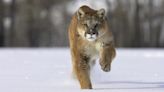 “That’s the risks you take when you go out of bounds" – Utah man fights off starving mountain lion with snowboard