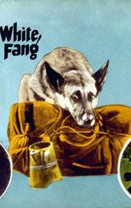 White Fang