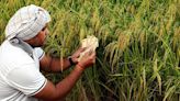 Telangana Govt to roll out crop loan waiver on July 18