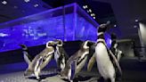 Penguins from Japan’s Noto region doing well at Tokyo aquarium