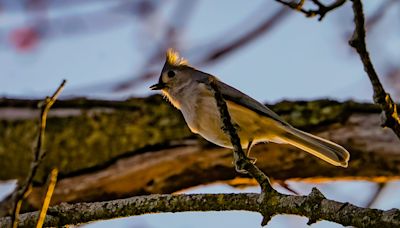 Scrub Hub: What's the best seed to attract Indiana songbirds to backyard feeders?