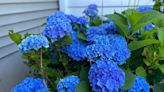 Hydrangeas are 'going gangbusters' in CT, northeast. Here's why the flowers are more common this year, experts say.