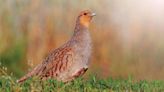 Wild grey partridge farm project promotes biodiversity and profit - Farmers Weekly