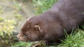 10,000 mink are running amok in Ohio after being let loose from their farm