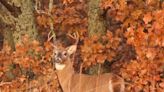 Are you ready for Oklahoma's deer rifle season 2022? Here's what to know to be prepared