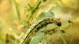 Invasive box tree moth species found in Michigan