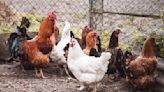 CDC Warns Again of Salmonella Tied to Backyard Poultry