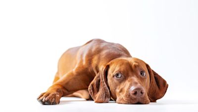 Vizsla Told to ‘Make Good Choices’ at Doggy Daycare Does Exactly the Opposite