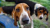 Charleston Animal Society granted custody of 17 of 23 seized hound dogs