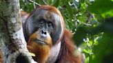 Orangután, cúrate a ti mismo