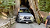 Viral Video Shows Nissan Armada Getting Stuck in 3000-Year-Old Drive-Through Tree