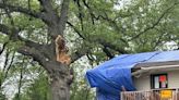 Bettendorf food pantry forced to close after tree falls on building, president says