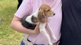 Beers For Beagles event in Wake Forest raises thousands for Triangle Beagle Rescue during 25th anniversary