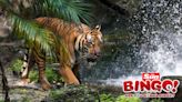 Sun Bingo’s top 7 suggestions for how to celebrate International Tiger Day