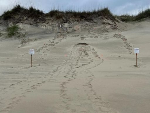 1st sea turtle nest at Outer Banks beach of the season