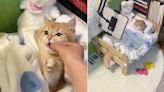 Publicaron el video de un gato viviendo con extrañas comodidades y se desató una polémica: “No los humanicemos”