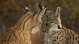 The Iberian lynx is back from the brink of extinction, thanks to conservation efforts