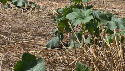 Montgomery County drought impacts local farms