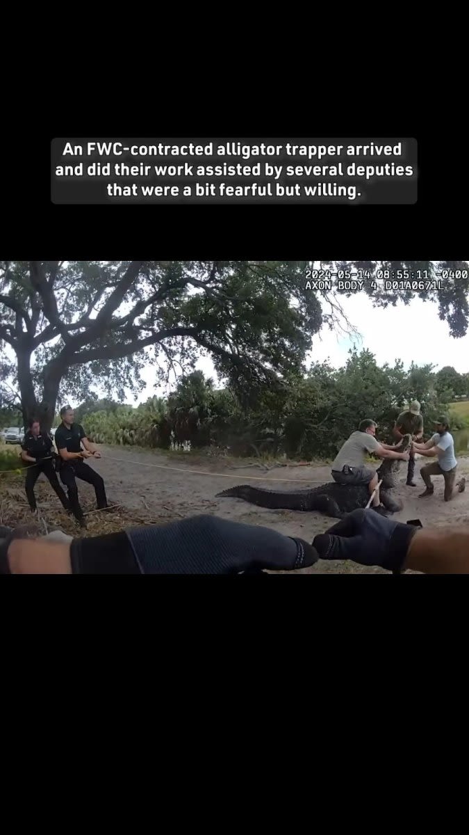 'Absolute dinosaur' gator seen on Florida school path