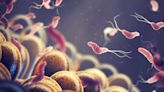 La doble cara de las bacterias: promotoras del cáncer y nuestras aliadas para combatirlo