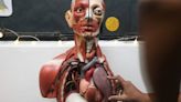 UM’s Human Anatomy Expo 2023 an eye-opening journey of the body, with 45-year-old preserved head among highlights