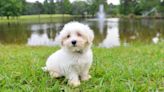 Tiny Maltipoo Stolen Directly Out of 5-Year-Old Child's Arms in Florida