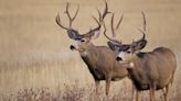 California Poaching Ring Charged with Killing Dozens of Deer at Night in Residential Areas