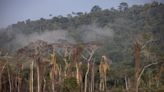Daño a Amazonía puede costar a Brasil US$184.000M: Banco Mundial