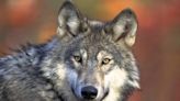 Wisconsin judge dismisses lawsuit challenging state's new wolf management plan