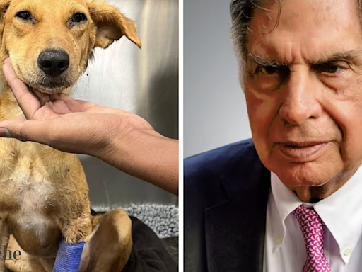 Ratan Tata in search of blood donor: Help needed to save critically ill dog