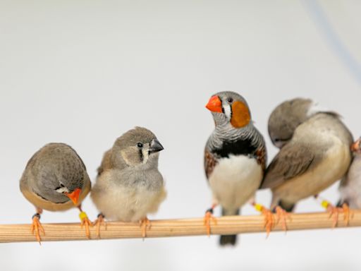 Researchers find babbling by zebra finch chicks is important step to memorizing songs