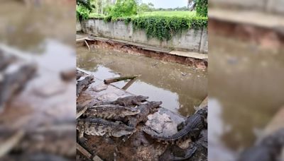 "Most Difficult Decision": Thai Farmer Forced To Kill Over 100 Crocodiles