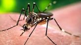 Dengue can seriously affect your brain, nervous system: Doctors - News Today | First with the news