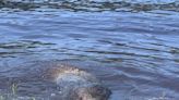 Manatee spotted in Intracoastal Waterway in Myrtle Beach area. Here’s where it was seen