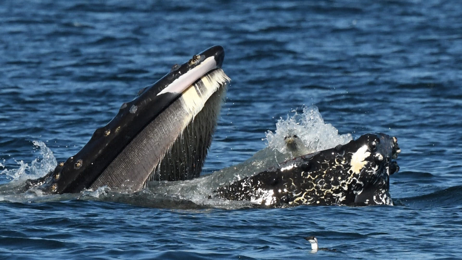 Shocked seal scooped up by huge humpback whale