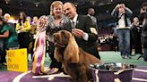 How to Watch the Westminster Dog Show This Weekend to See Which Pooch Wins Best In Show