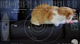 In space they can hear you meow: Nasa streams cat video from craft 19 million miles away