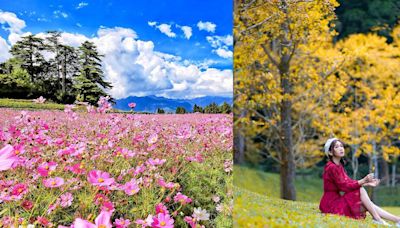 秋高氣爽的公車小旅行 芒花、銀杏、溫泉、森林步道！5條免開車秋遊路線特蒐