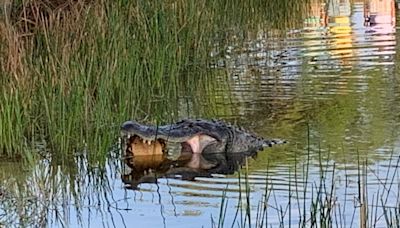 Jaws of death! Alligator snags turtle at Estero golf course for amazing photo opportunity