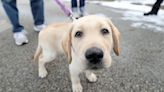 Which dog names are most popular in Ohio? Rankings celebrate National Puppy Day March 23